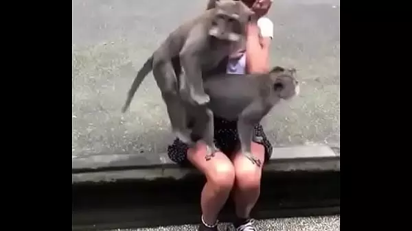 Sexo De Monos