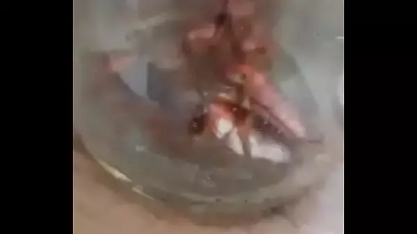 Cockroach Porn